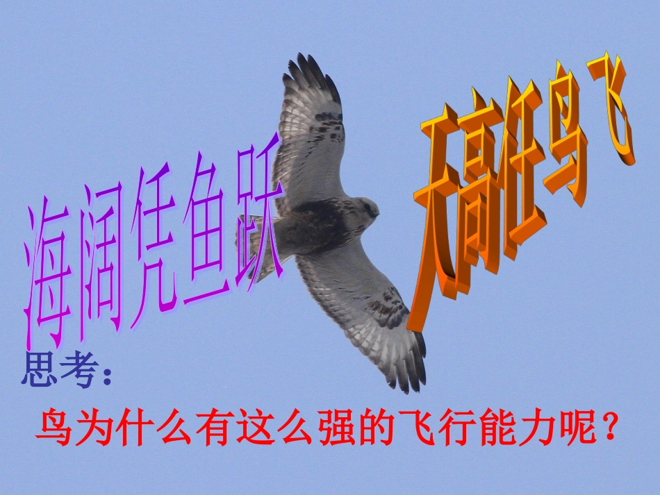 空中飞行的动物---鸟_第3页