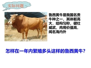 受精及胚胎发育过程8888