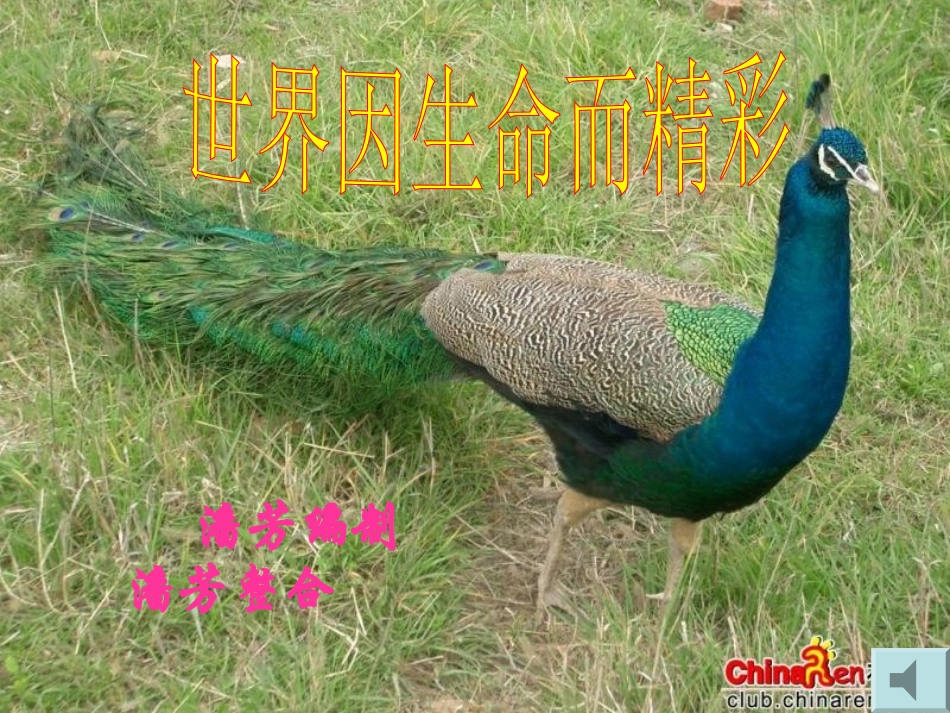 世界因生命而精彩课件 (4)_第2页