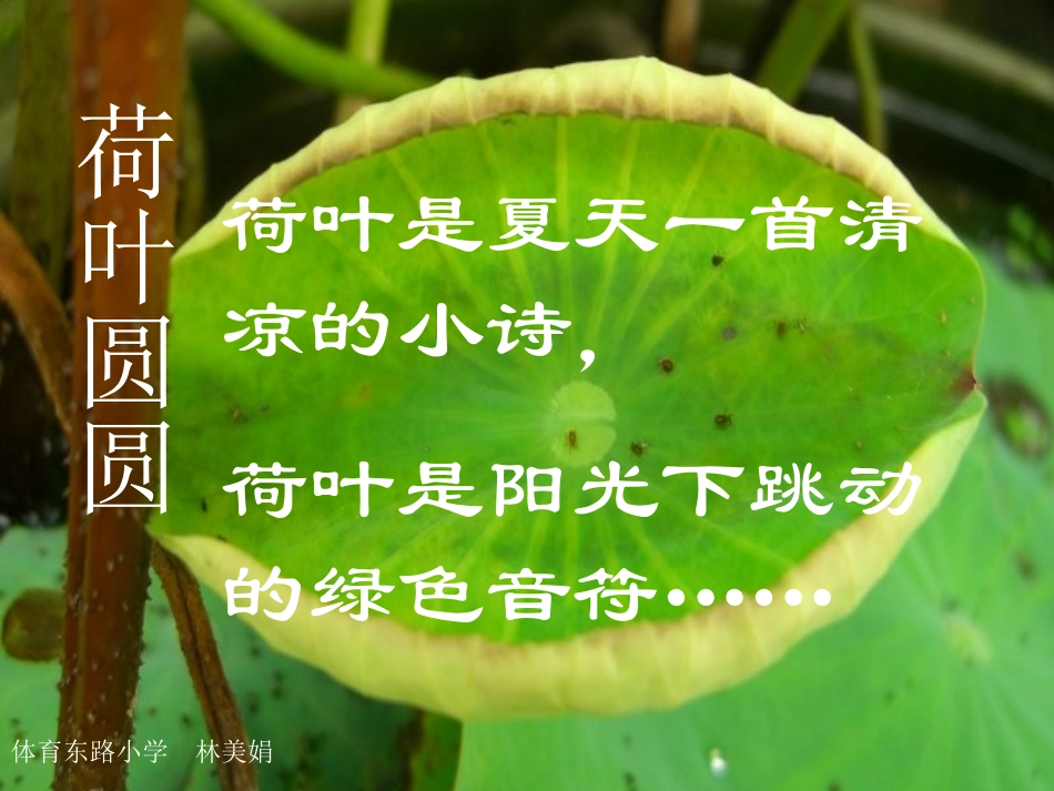 《荷叶圆圆》教学课件_第1页