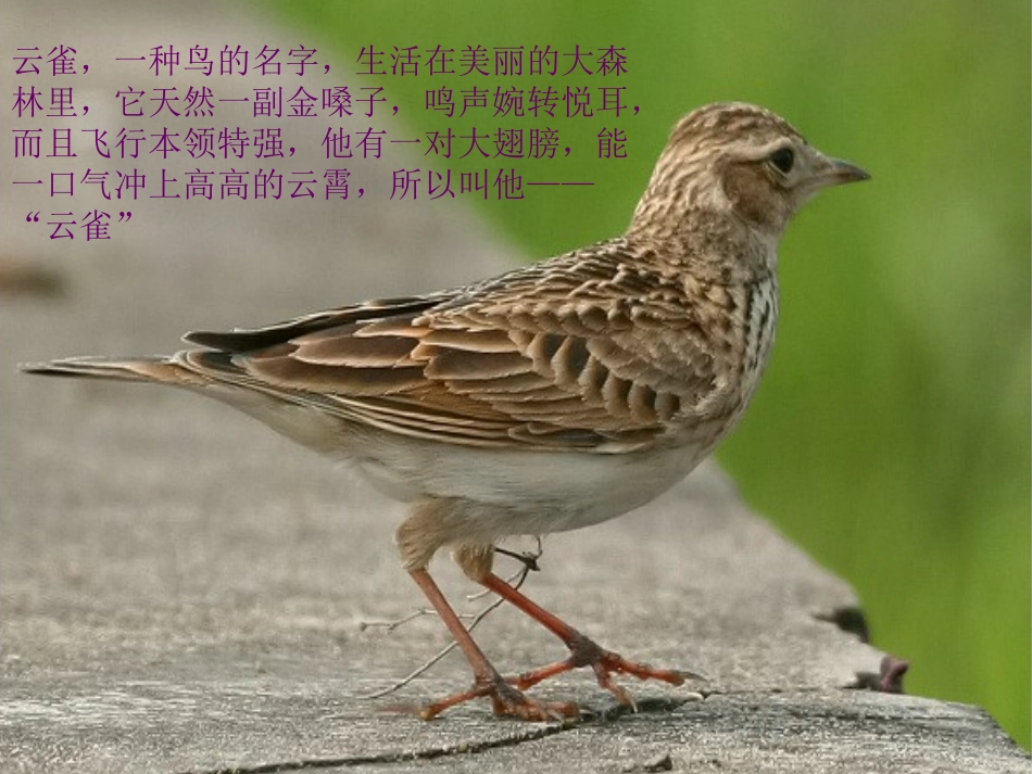 《云雀的心愿》课件_第2页
