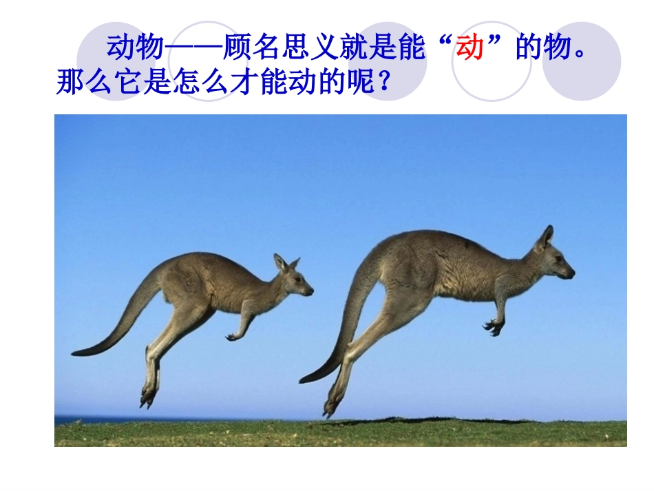 《动物的运动》课件2_第2页