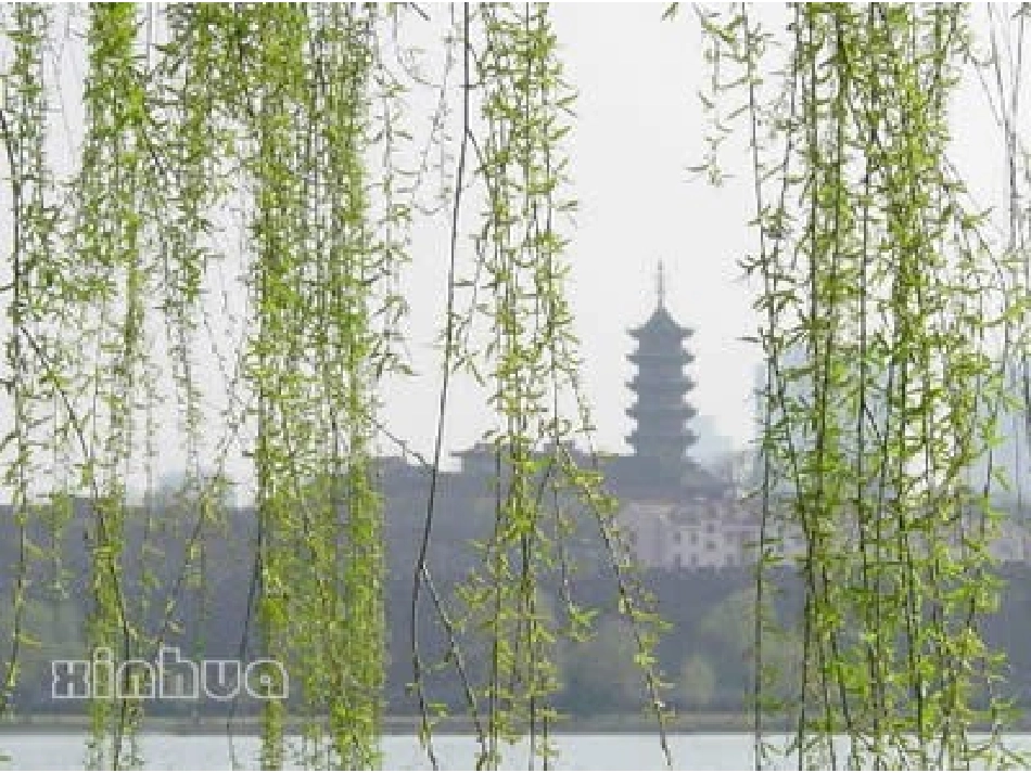 小柳树和小枣树课件_第2页