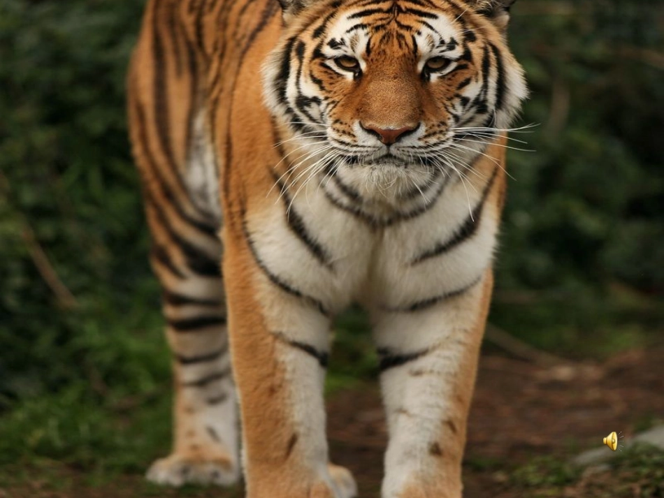 三年级。写一种小动物_第2页