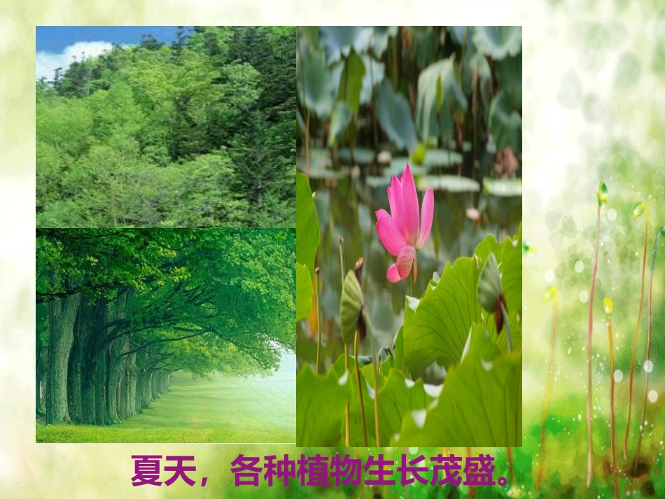 品德与生活课件——杨华_第3页