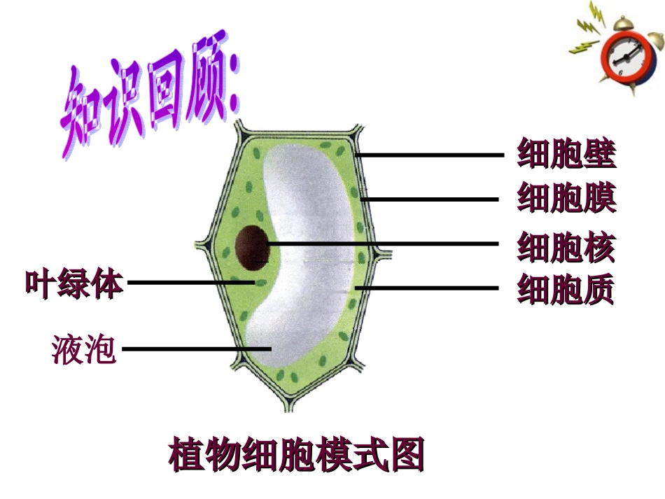 人教版七上第二单元第四节+细胞的生活_第2页
