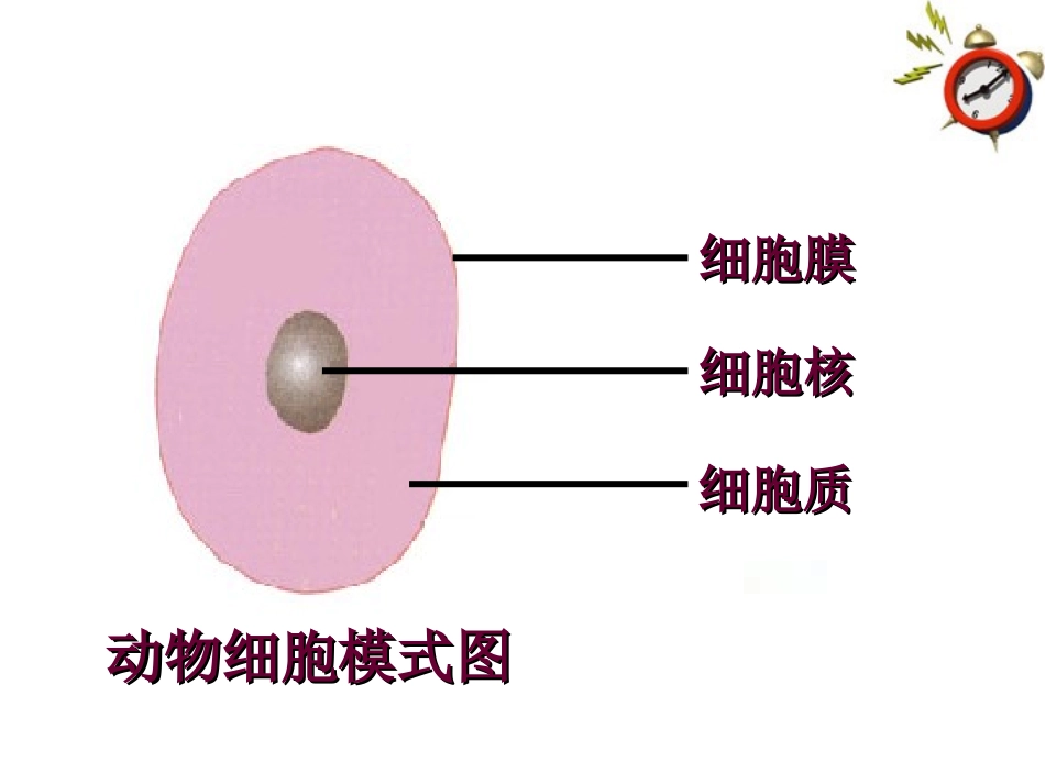 人教版七上第二单元第四节+细胞的生活_第3页