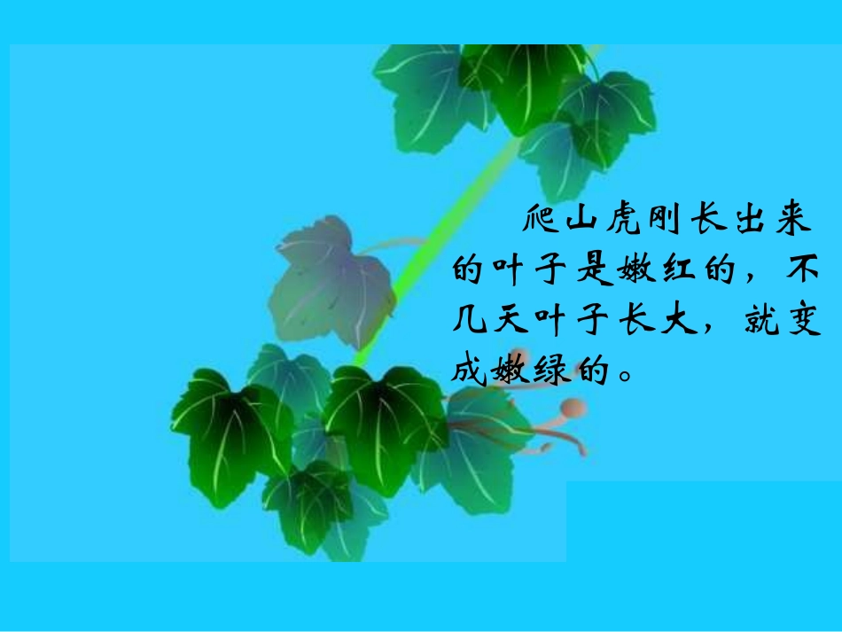小学四年级上册语文第六课爬山虎的脚PPT课件2 (2)_第3页