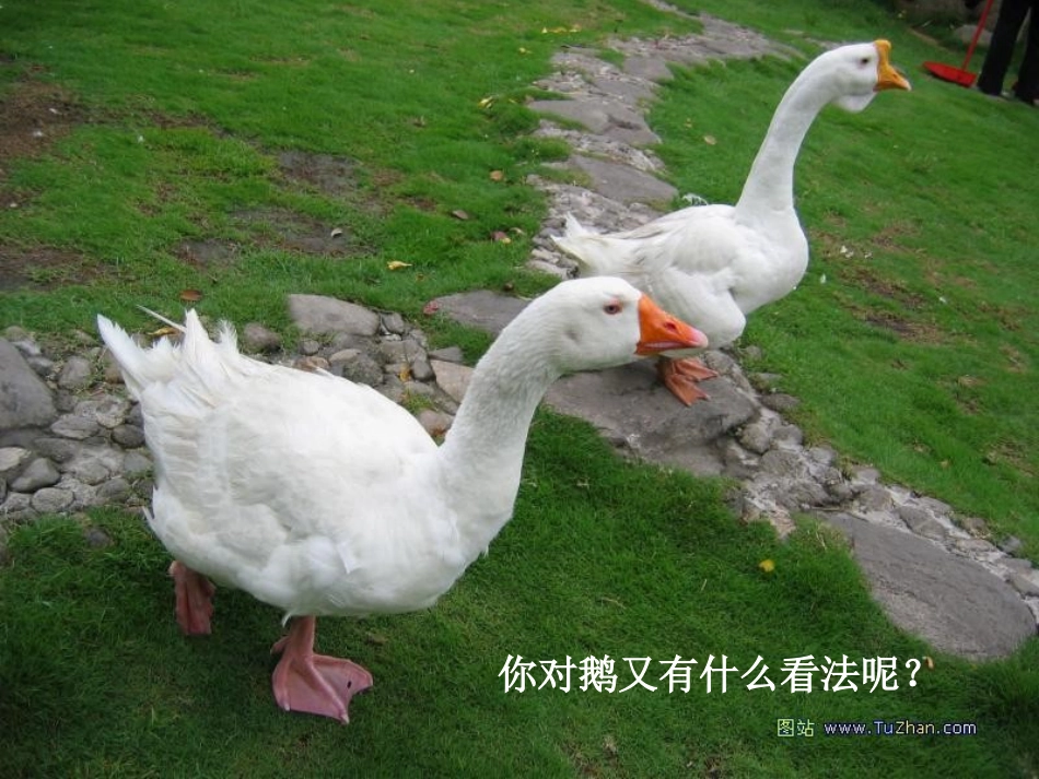 北师大版五年级语文下册《牛和鹅_3》PPT课件_第2页