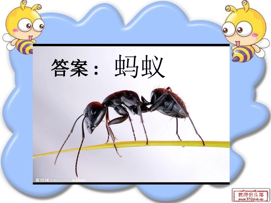 教科版三年级科学上册《蚂蚁》课件_第3页