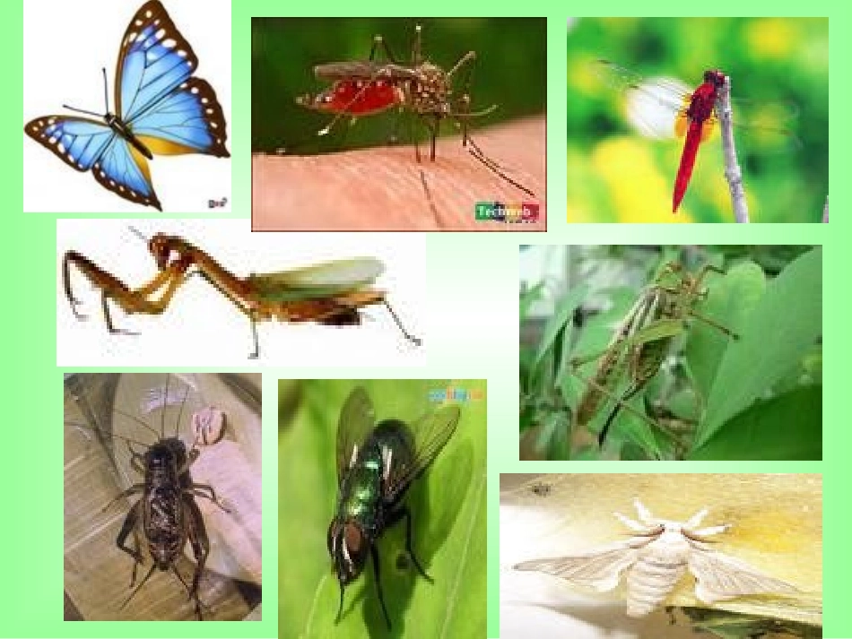 昆虫的生殖和发育课件0_第2页