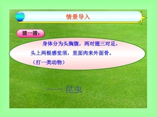 昆虫的生殖和发育课件0