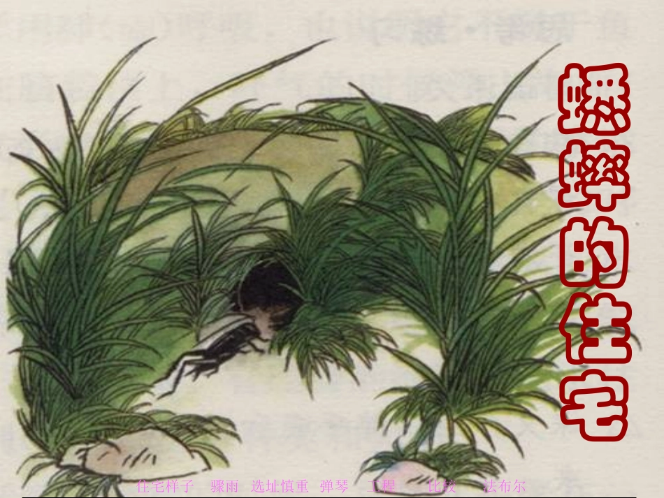 千教网－王丹《蟋蟀的住宅》课件288067_第2页