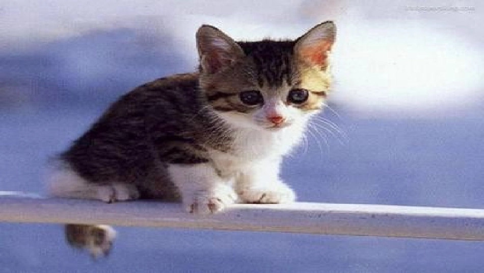 人教新课标四上《母鸡》PPT课件_定_第2页