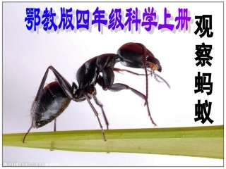 观察蚂蚁说课课件