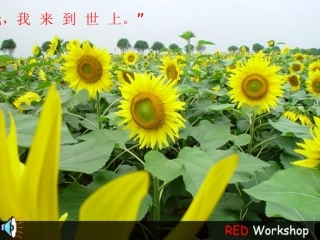 面朝大海，春暖花开