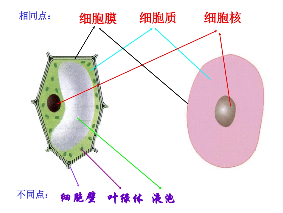 细胞的生活需要物质和能量1_第3页