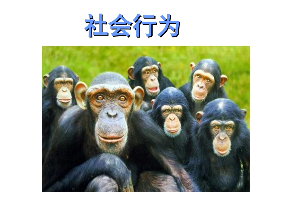 《社会行为》课件3_第1页