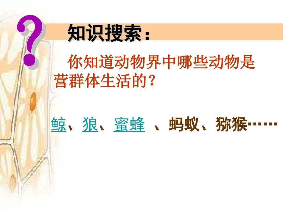 《社会行为》课件3_第2页