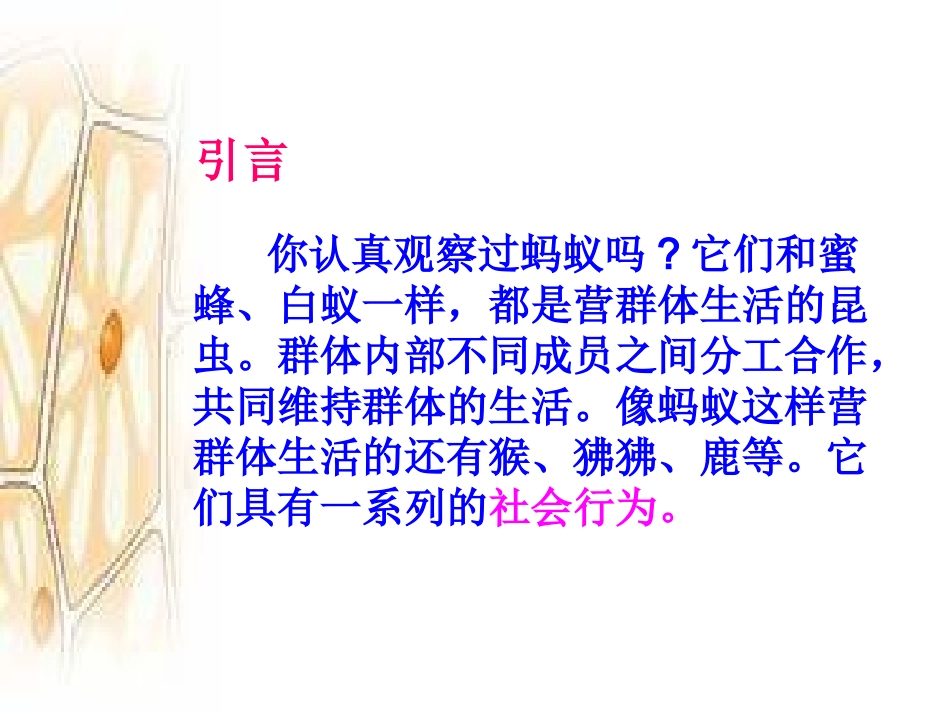 《社会行为》课件3_第3页