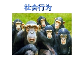 《社会行为》课件3