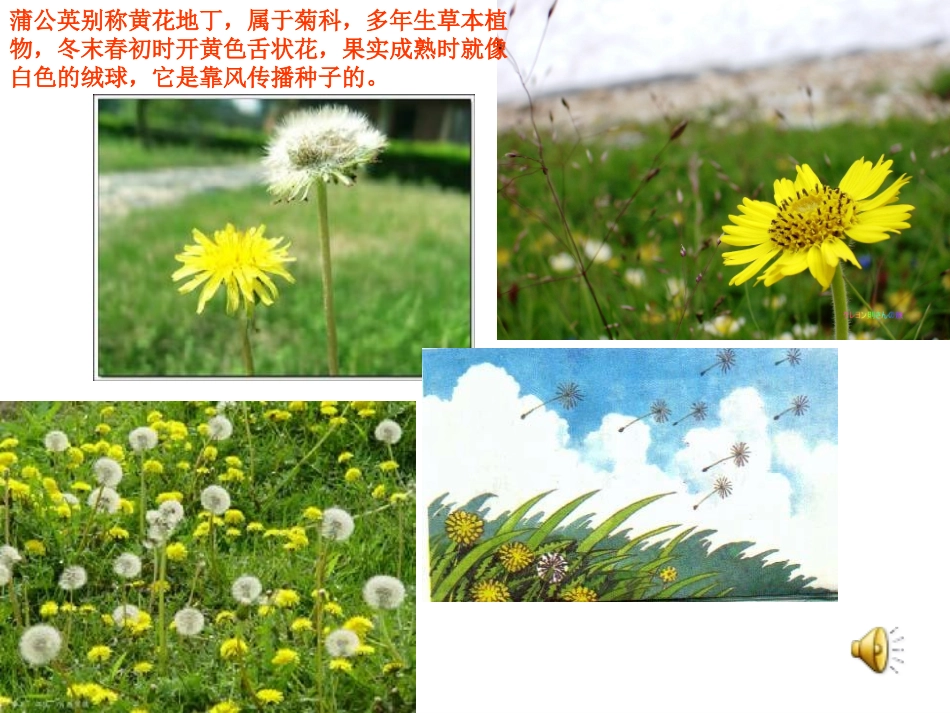 三年级语文上册第三组1蒲公英第二课时课件_第3页