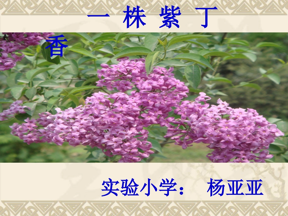 杨亚亚一株紫丁香_第1页