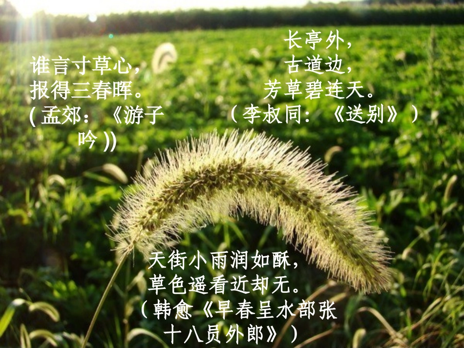 小学四年级语文《小草之歌》课件_第2页