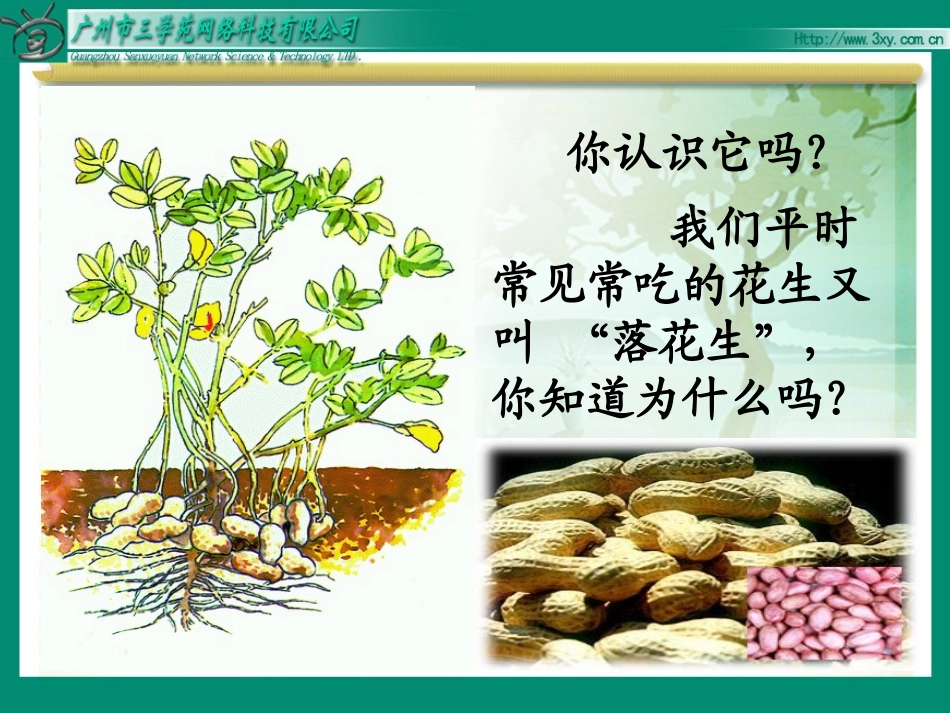 落花生 (2)_第2页