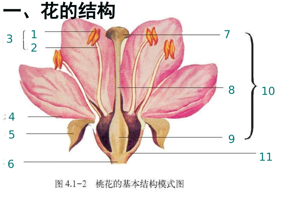 我：八上《花的结构和类型》_第3页