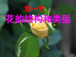 我：八上《花的结构和类型》