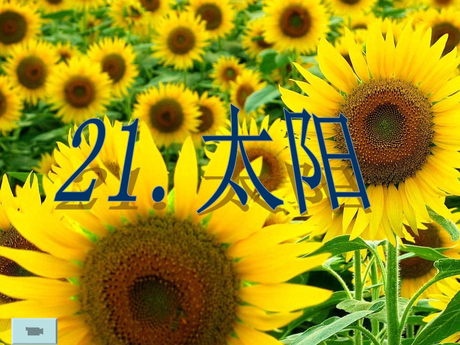 小学一年级语文课文“阳光”教学材料_第1页