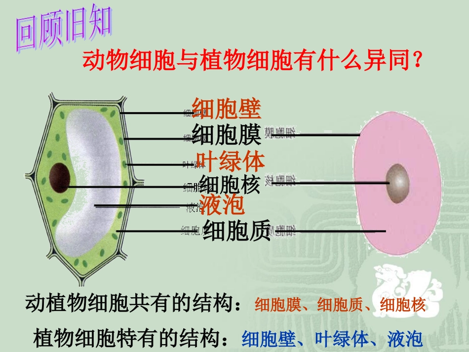 细胞的生活需要物质和能量_第1页
