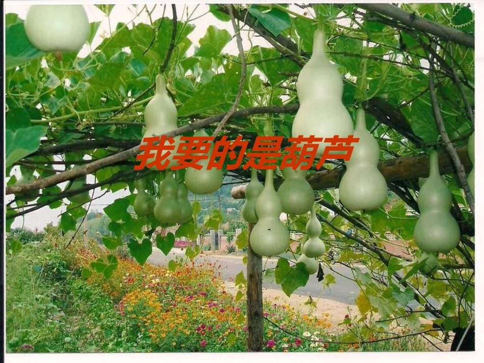 我要的是葫芦 (2)_第1页