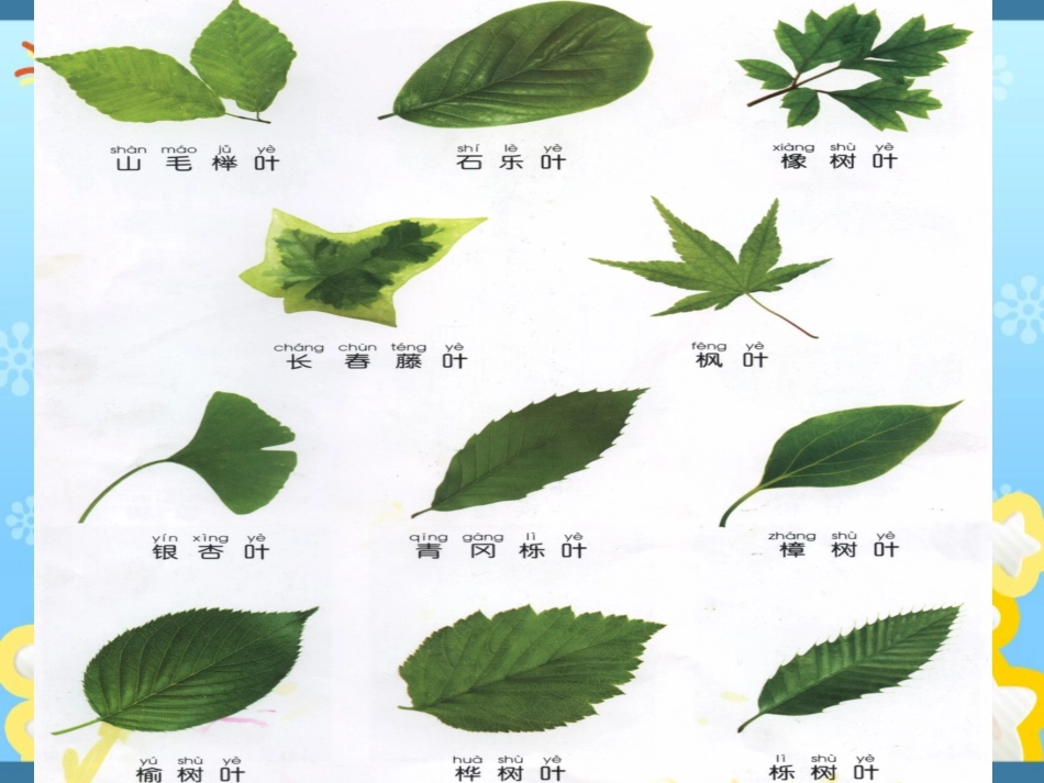 树叶拼贴画 (2)_第3页
