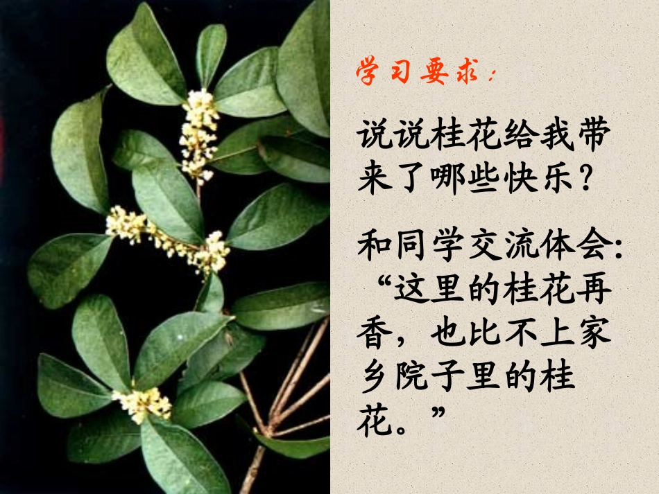 五年级上册7课《桂花雨》PPT课件_第3页