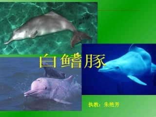 五年级上册《白鳍豚》朱艳芳