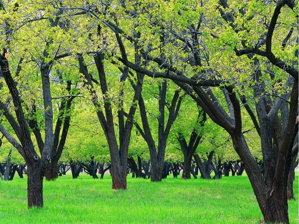 苏教版数学轴对称图形_第3页