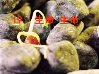 生命生命 (4)