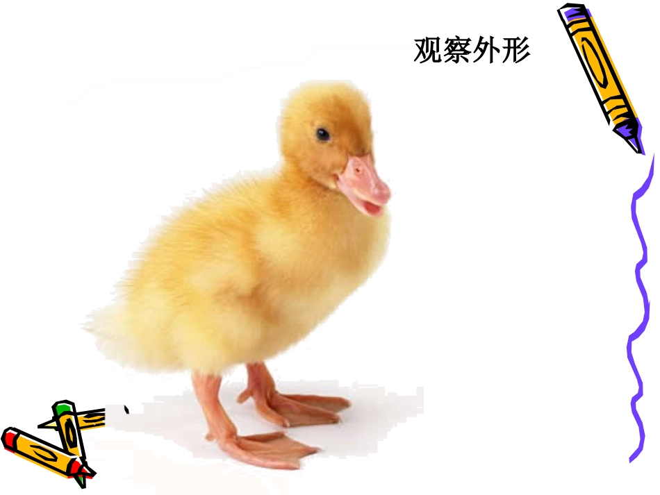 小学语文四上第四单元习作——我喜欢的小动物_第3页
