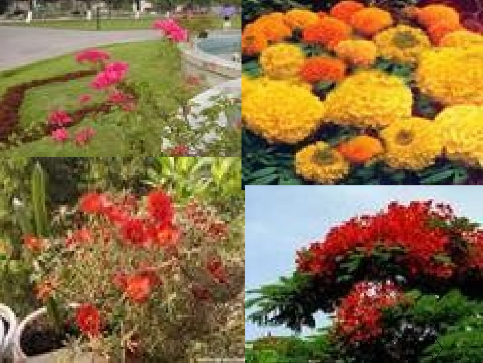 小学三年级上册语文第十三课花钟PPT课件2_第3页