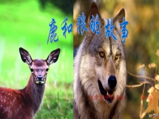 小学语文六年级上册《鹿与狼的故事》课件