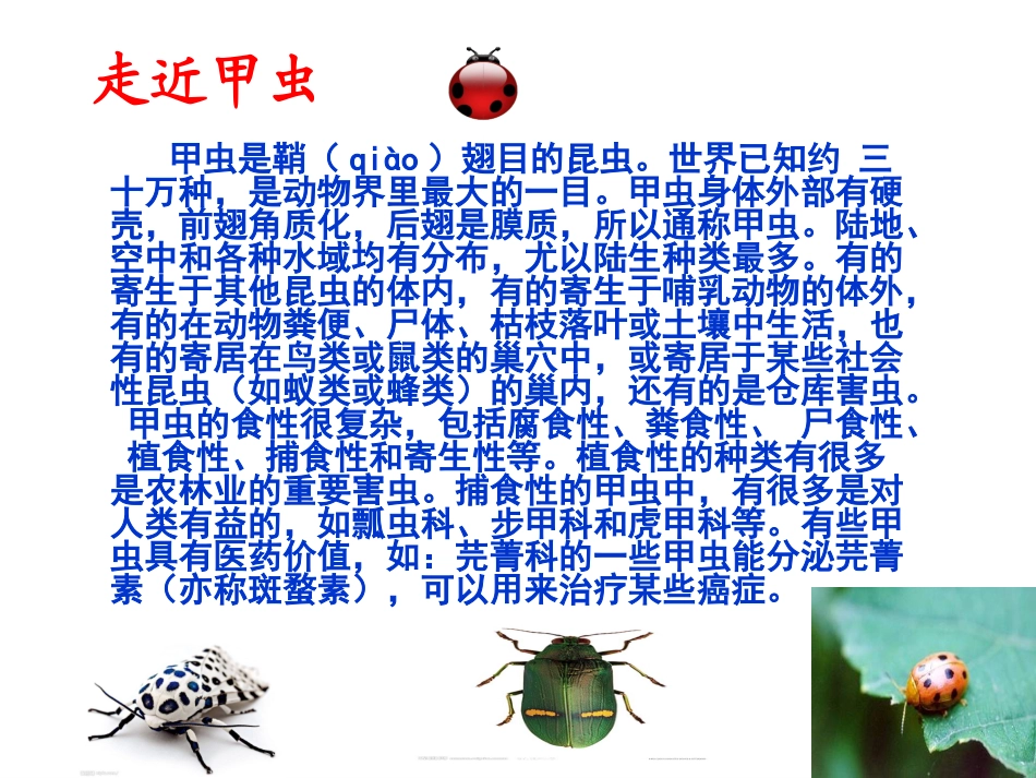人教版六年级3草虫的村落_第3页