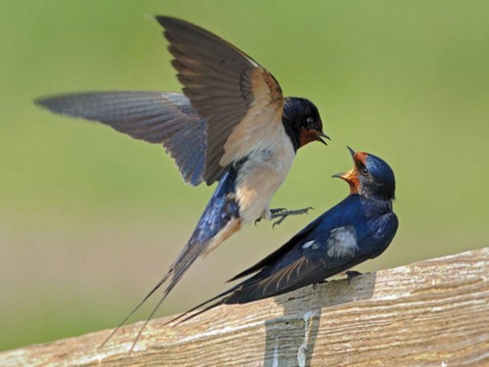 苏教版四年级上册习作七课件_第2页