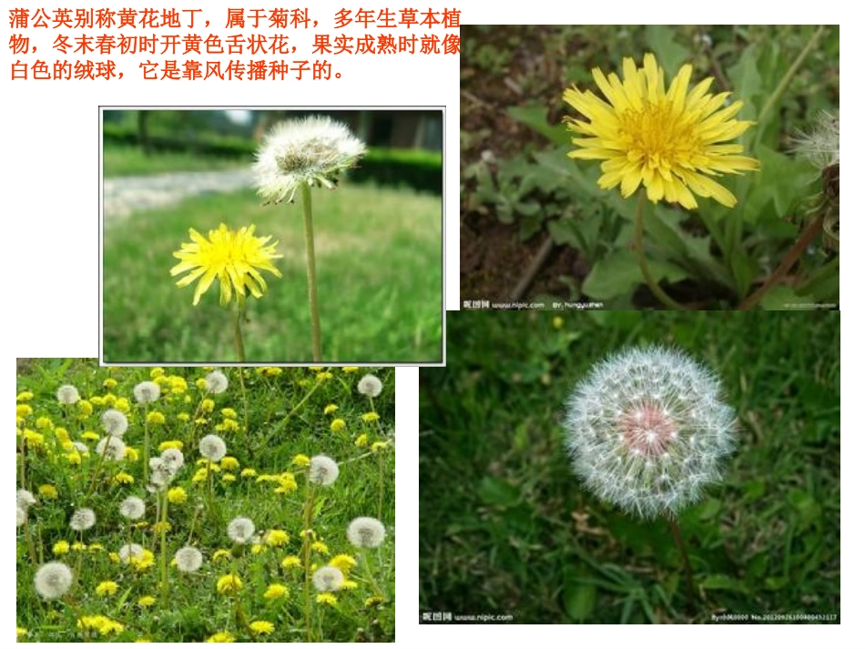 苏教版三上语文《蒲公英》课件_第3页