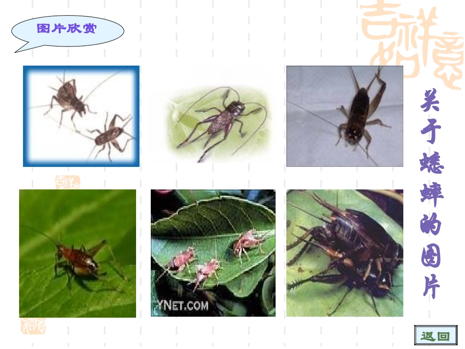 蟋蟀的住宅 (5)_第2页