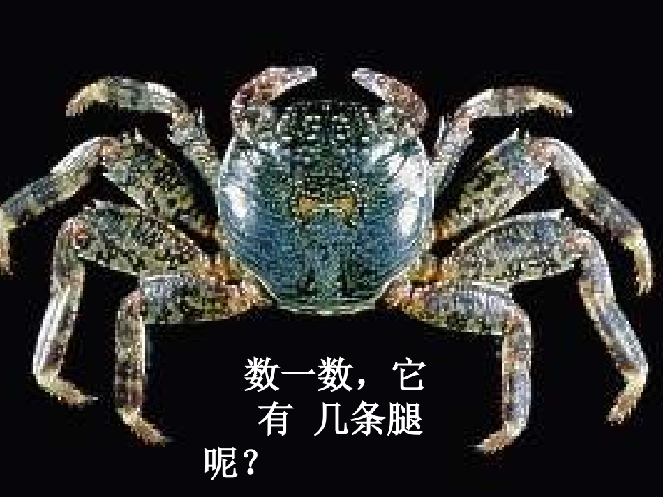 人教版二年级数学上册第六单元8的乘法口诀第一课时_第3页
