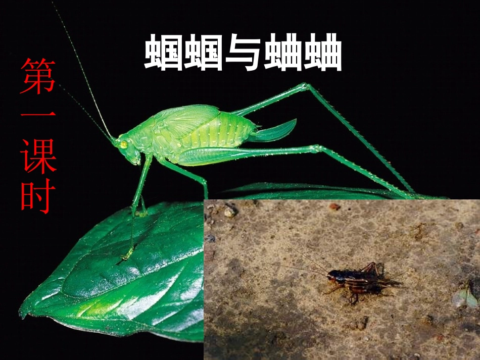 外国诗两首蝈蝈与蛐蛐夜1_第1页