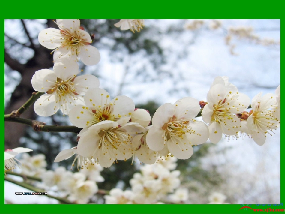 《春梅花苏教版一课件)_第2页