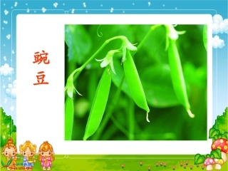 一颗小豌豆[1]6